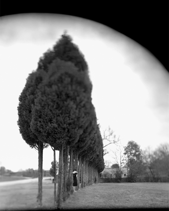 Line of Trees1